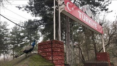 استقبال طاووس‌های زیبا از مسافران درمرز پازارکوله ترکیه