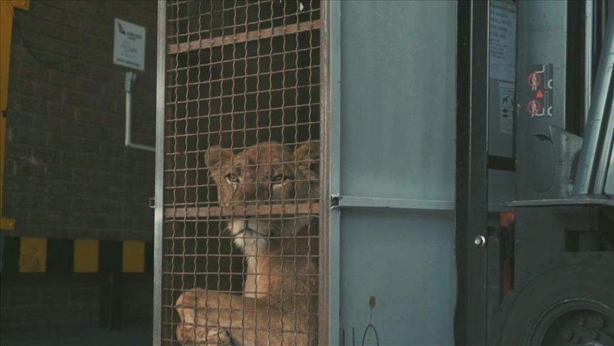 Turkish Cargo transporton falas luanët e cirkut në habitat