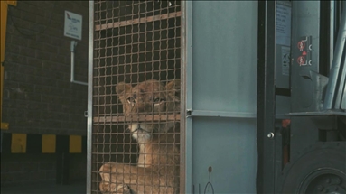 Turkish Cargo transporton falas luanët e cirkut në habitat