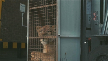 "التركية للشحن" تنقل 4 أسود من أوكرانيا لجنوب إفريقيا مجانًا 