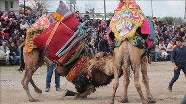Deve güreşlerinden elde edilen gelirle halı saha yapılacak