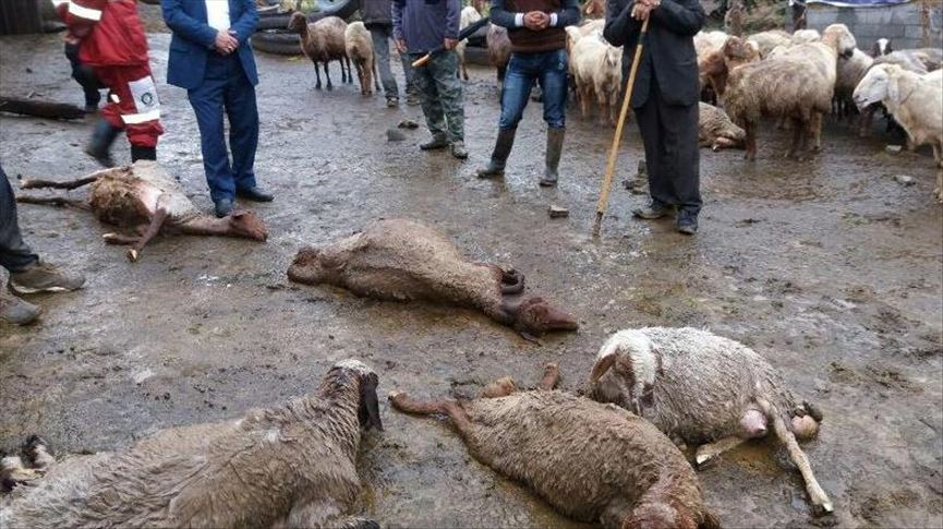 پانزده هزار راس دام بر اثر سیل در ایران تلف شدند