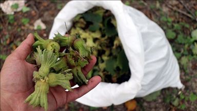 Turkey earns some $1.1B in hazelnut exports in 7 months