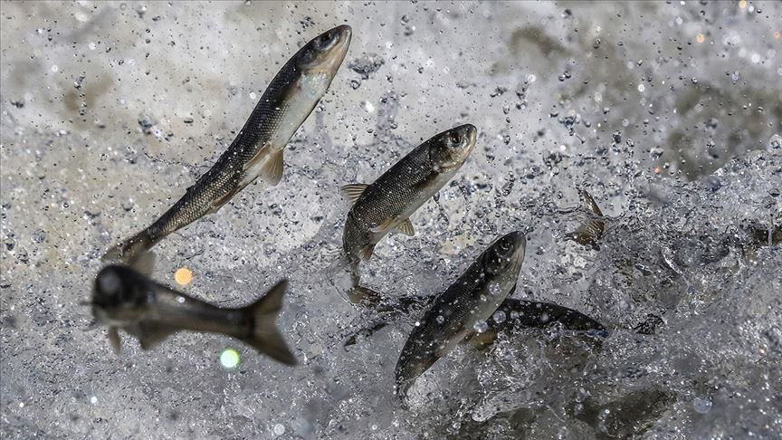 Rêwîtiya berevajî avê ya încî kefalan merivan hejmetkar dihêle