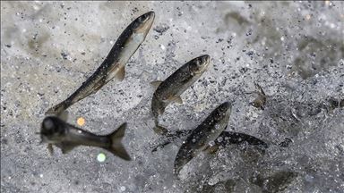 Rêwîtiya berevajî avê ya încî kefalan merivan hejmetkar dihêle