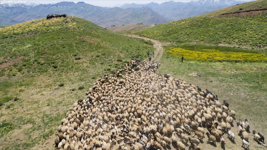 Li Zozanê Feraşînê hejmara koçeran zêde dibe