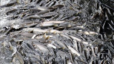 Încî kefal vedigerin nav Gola Wanê