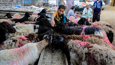 "رئة" سوق الأضاحي بمصر تأمل في إقبال المضحين 