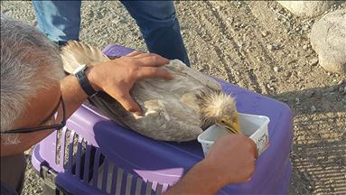 Kerxurê birîndar tê dermankirin