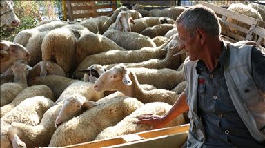 Верниците од земјите од регионот се подготвуваат за Курбан бајрам