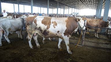 AK Parti'den belediye başkanlarına Kurban Bayramı genelgesi