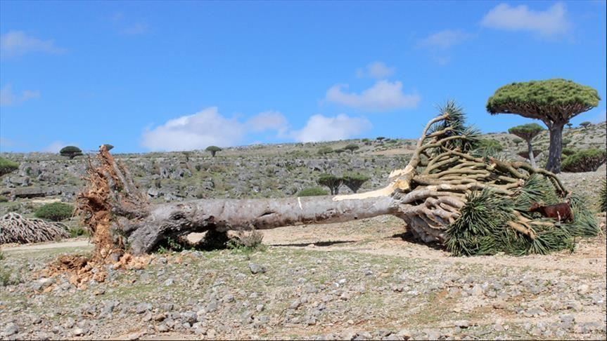 معظم مناطق جزيرة سقطرى اليمنية بدون كهرباء منذ 4 أيام‎