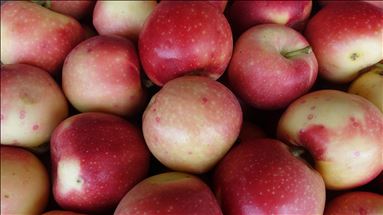 Россия - приоритетный рынок для овощей и фруктов из Турции