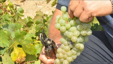 'Aküzüm' bir asırdır imece usulü toplanıyor