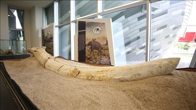 'Kayseri'deki fosiller yeni bir türe ait olabilir'