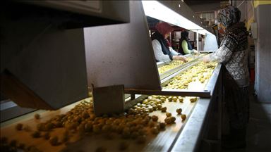 Zeytin ihracatı 142 milyon dolara ulaştı