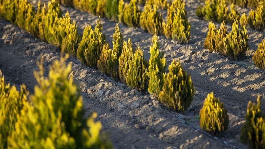 Public planting 11M trees for greener Turkey: President