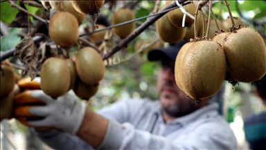 Türkiye Yalova kivisine doyacak