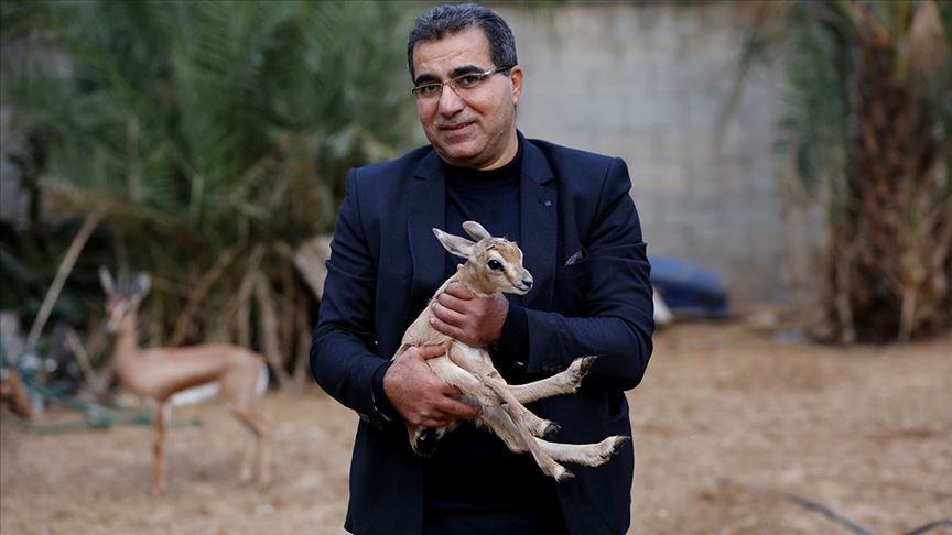 رغم الحروب والحصار.. غزلان "الريم" تجد موطئا لها بغزة (تقرير)