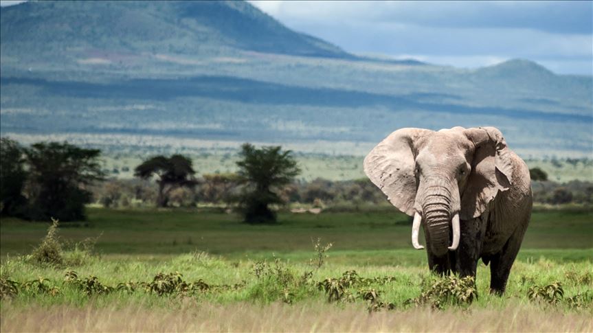 El elefante más viejo de Kenia muere a los 50 años
