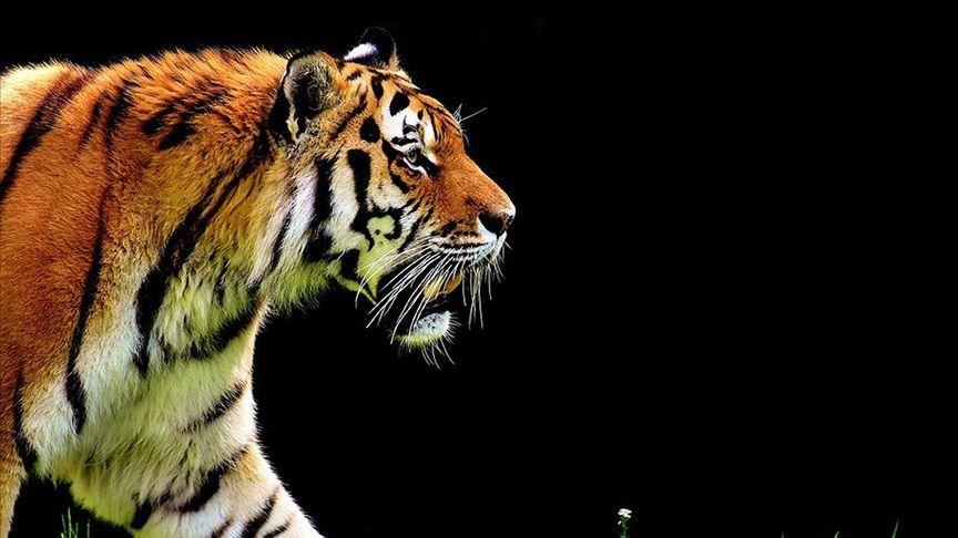 Zimbabwe’s wildlife, people endanger one another