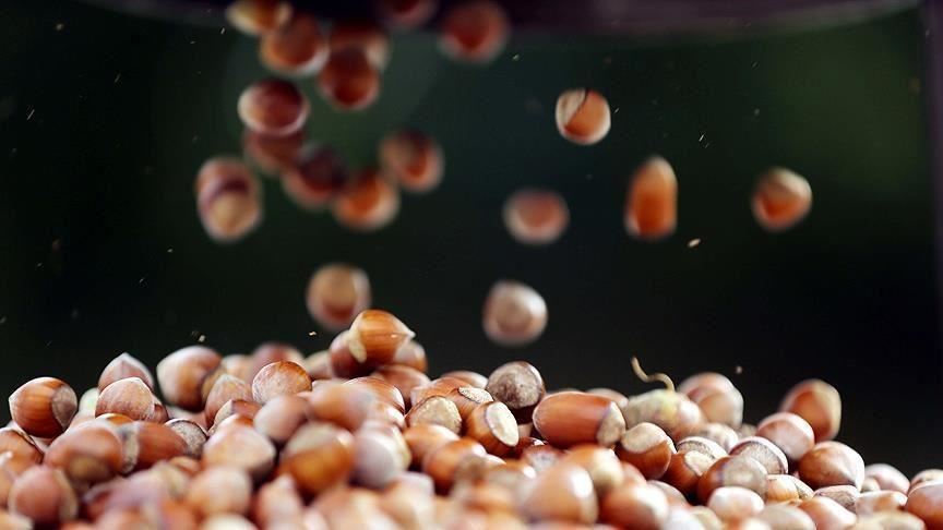 Доходы Турции от экспорта фундука за полгода составили $1,4 млрд  