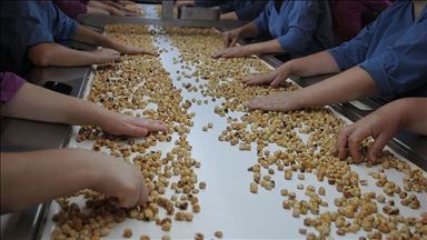 Turkey earns $1.44B from hazelnut exports in 6 months