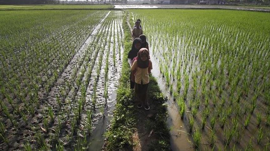 Sektor pertanian tumbuh stagnan 0,02% pada kuartal I 2020