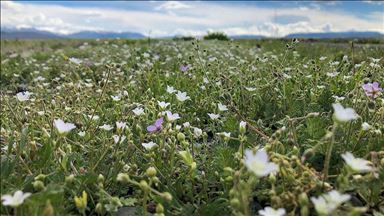 جادوی طبیعت در دامنه ارتفاعات ایغدیر ترکیه
