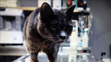 دامپزشکی در ترکیه با ساخت سقف دهان مصنوعی گربه‌ای را درمان کرد