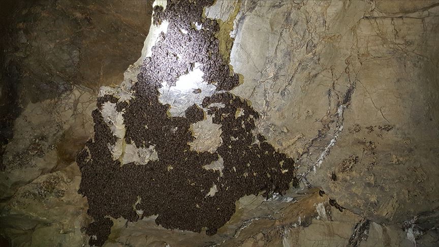 أكاديمي تركي: قتل الخفافيش يؤدي إلى ظهور أوبئة فتاكة (مقابلة)