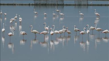 Nacen 18.000 polluelos de flamenco en Turquía 