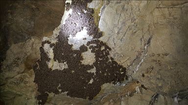 أكاديمي تركي: قتل الخفافيش يؤدي إلى ظهور أوبئة فتاكة