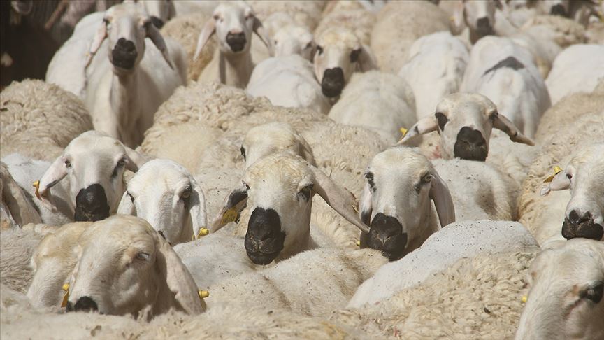 Qurbani sheep