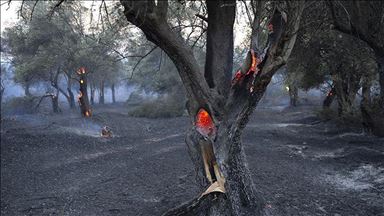 На западе Турции тушат лесные пожары 