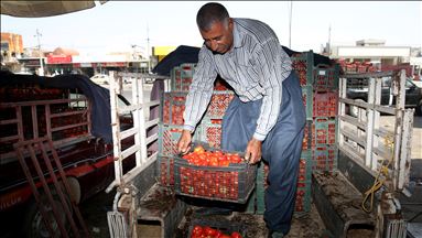 تەماتەی خۆماڵیی لە عەلوەی هەولێر کیلۆی بە ١٨ دینارە 