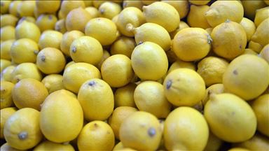 Limon ihracatında ön izin şartının kaldırılması üreticiyi sevindirdi