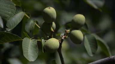 Orman köylüleri ceviz ve badem ağaçlarından 435 milyon lira gelir bekliyor