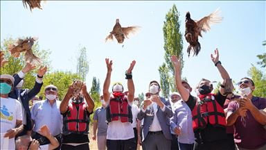 Tokat'ta 'kene avcısı' bin keklik ve sülün doğaya salındı