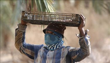 فەڵەستین.. کۆکردنەوەی بەرھەمی خورما