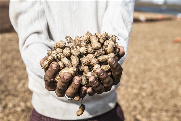 الخرطوم تستأنف تصدير "الفول السوداني" بعد تعليق 8 شهور