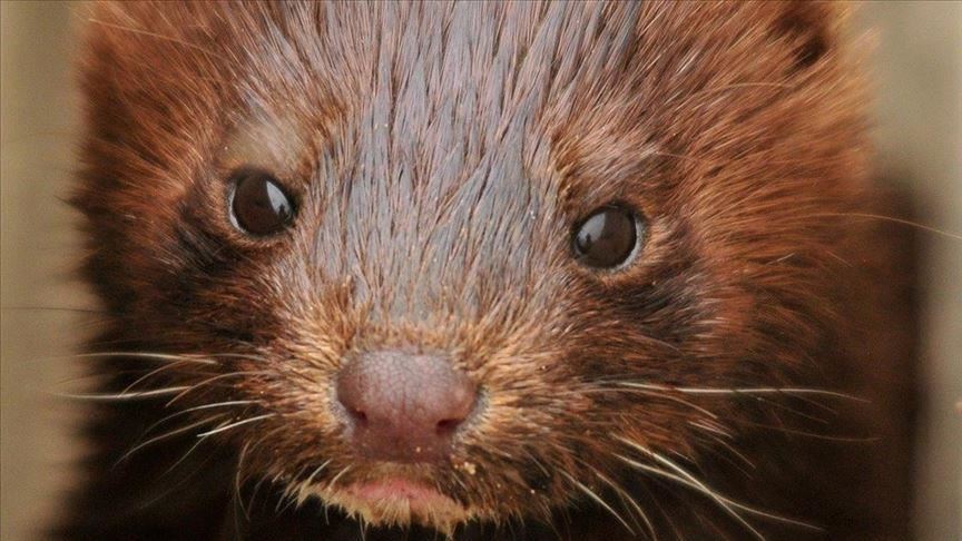 Opposition objects to Denmark’s mink culling plan