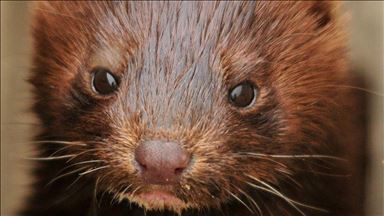 Opposition objects to Denmark’s mink culling plan