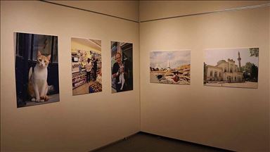 В Токио проходит выставка «Турецкие коты»