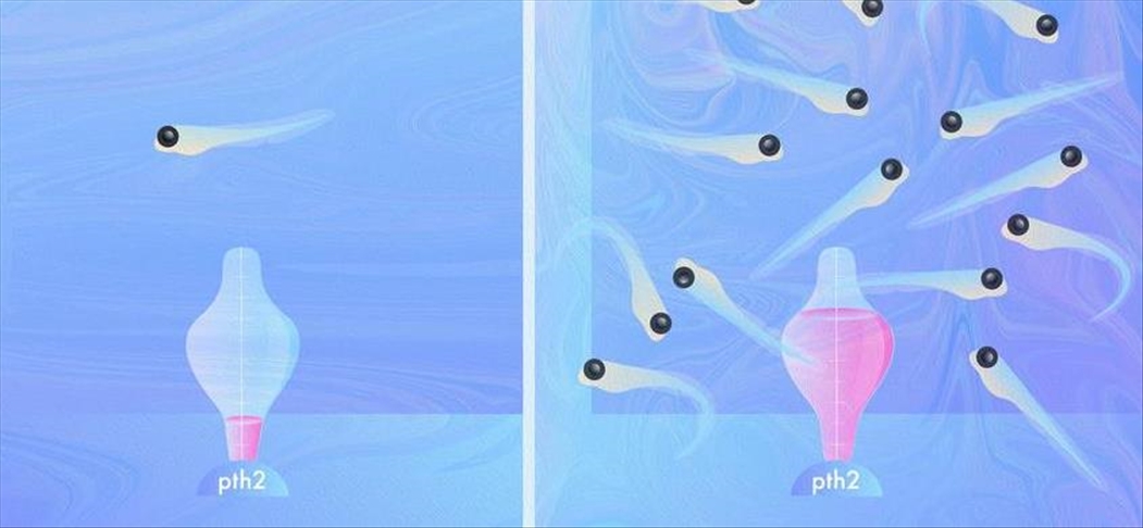 How does social distancing affect our brains?
