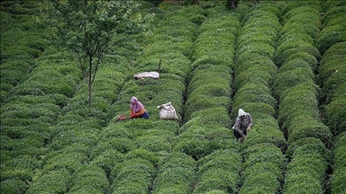 Turkey's tea exports rise 17% in Jan-Nov