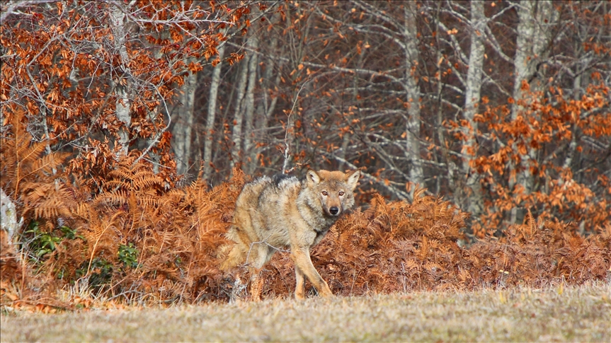 تركيا.. محمية "أورمانيا" الأكبر أوروبيا تستقبل 5 ملايين زائر