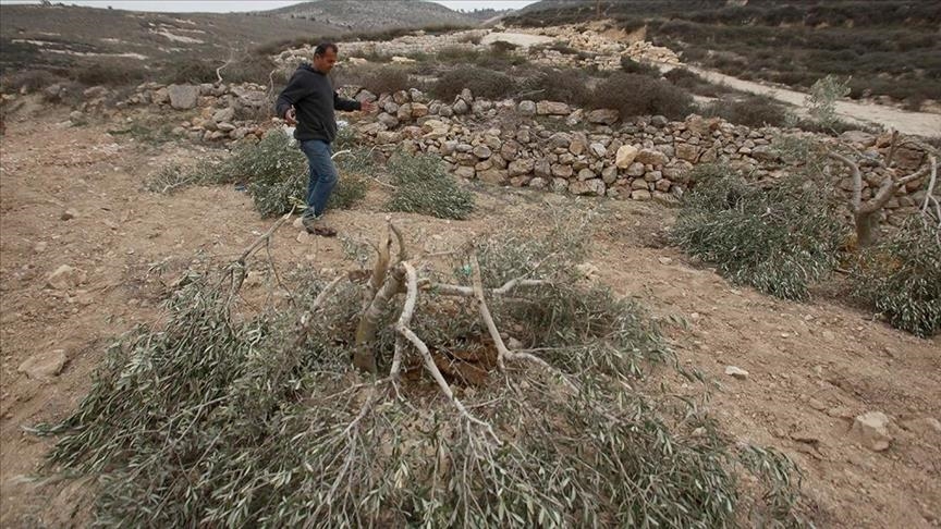 شهرک‌نشینان یهودی صد‌ها اصله درخت زیتون را در کرانه باختری قطع کردند