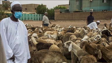 السودان 2020.. عام صادم لصادرات الماشية