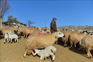 لحظات مؤثرة.. خراف تلتقي حملانها للرضاعة في تونج إيلي التركية